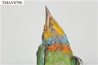 五色鳥藏品圖，第19張
